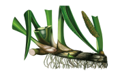Кореневища лепехи (аїру) болотяної: властивості, користь і лікування лепехою